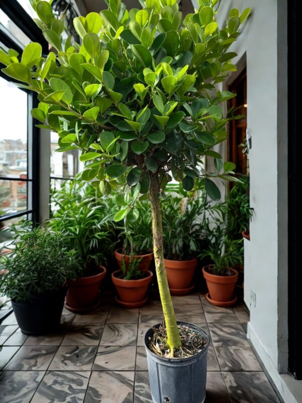 Ficus Moclame