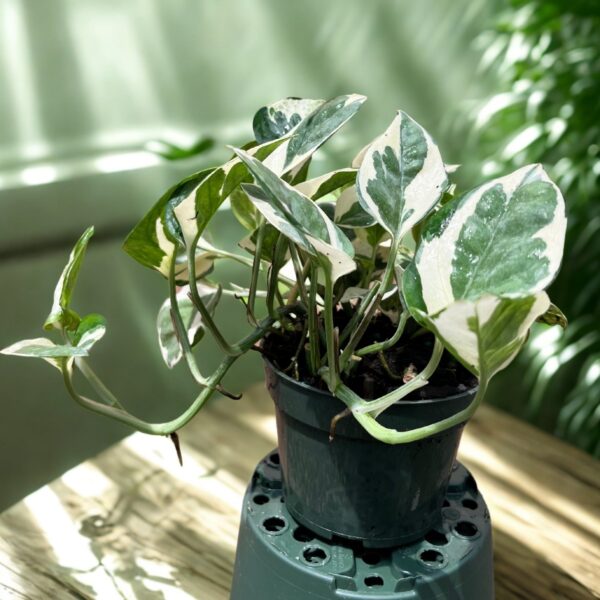 N' Joy Pothos