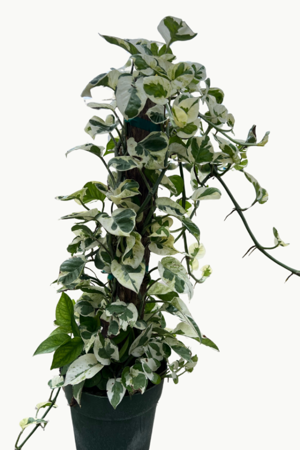 njoy pothos totem