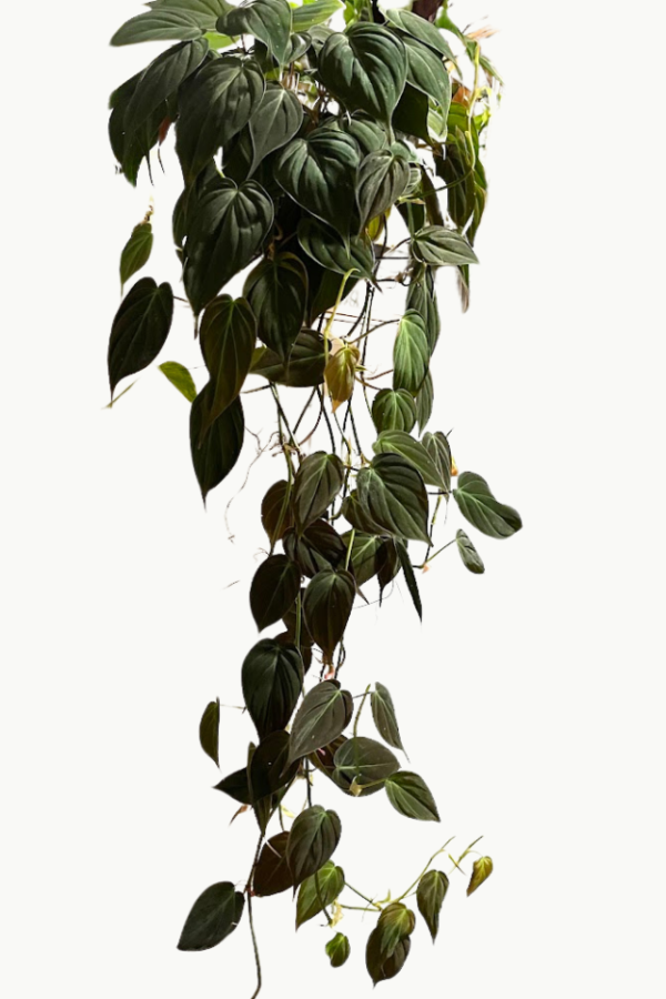 mican plant, lake worth, online plants