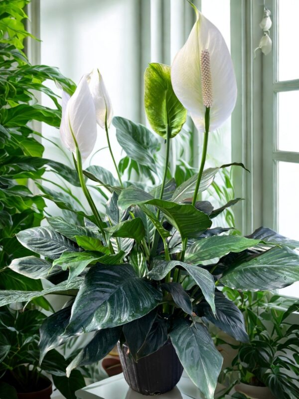 Peace Lilly- Spathephyllum