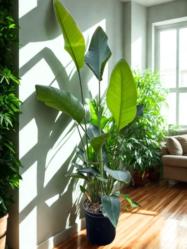 White Bird of Paradise