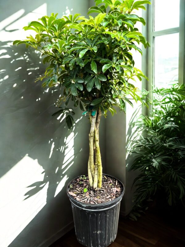 Schefflera Arboricola Mini Braid