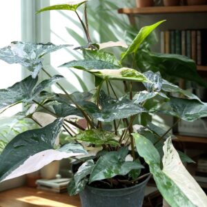 Syngonium Albo