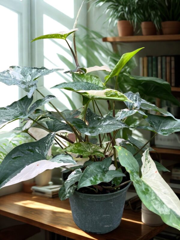 Syngonium Albo