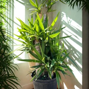 Yucca Plant - Canes