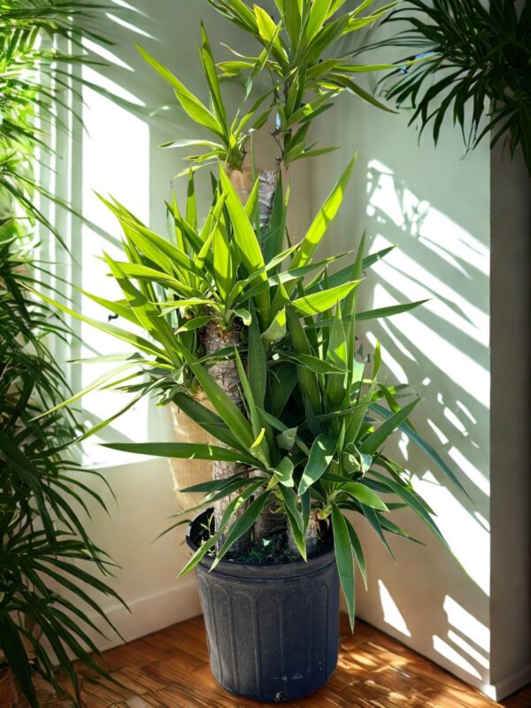 Yucca Plant - Canes